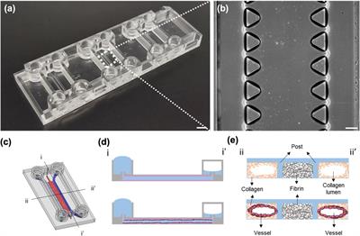 A Facile Method for Generating a Smooth and Tubular Vessel Lumen Using a Viscous Fingering Pattern in a Microfluidic Device